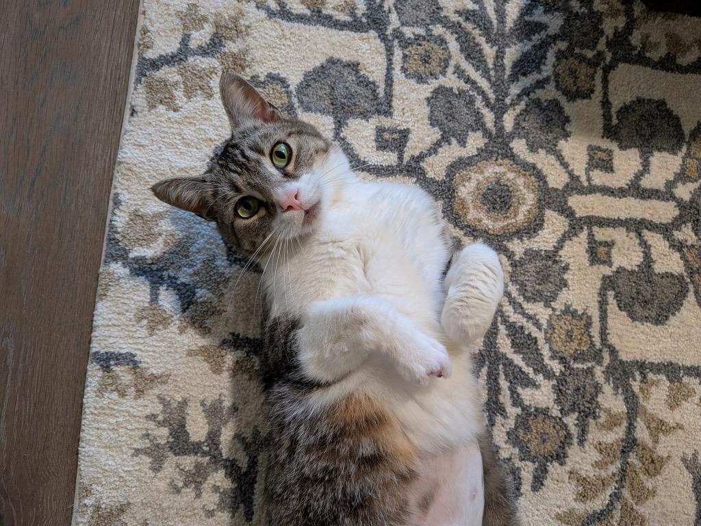 Enlarge Miss. Bean, a Adoptable mixed breed in Fort Oglethorpe, GA image 3/6