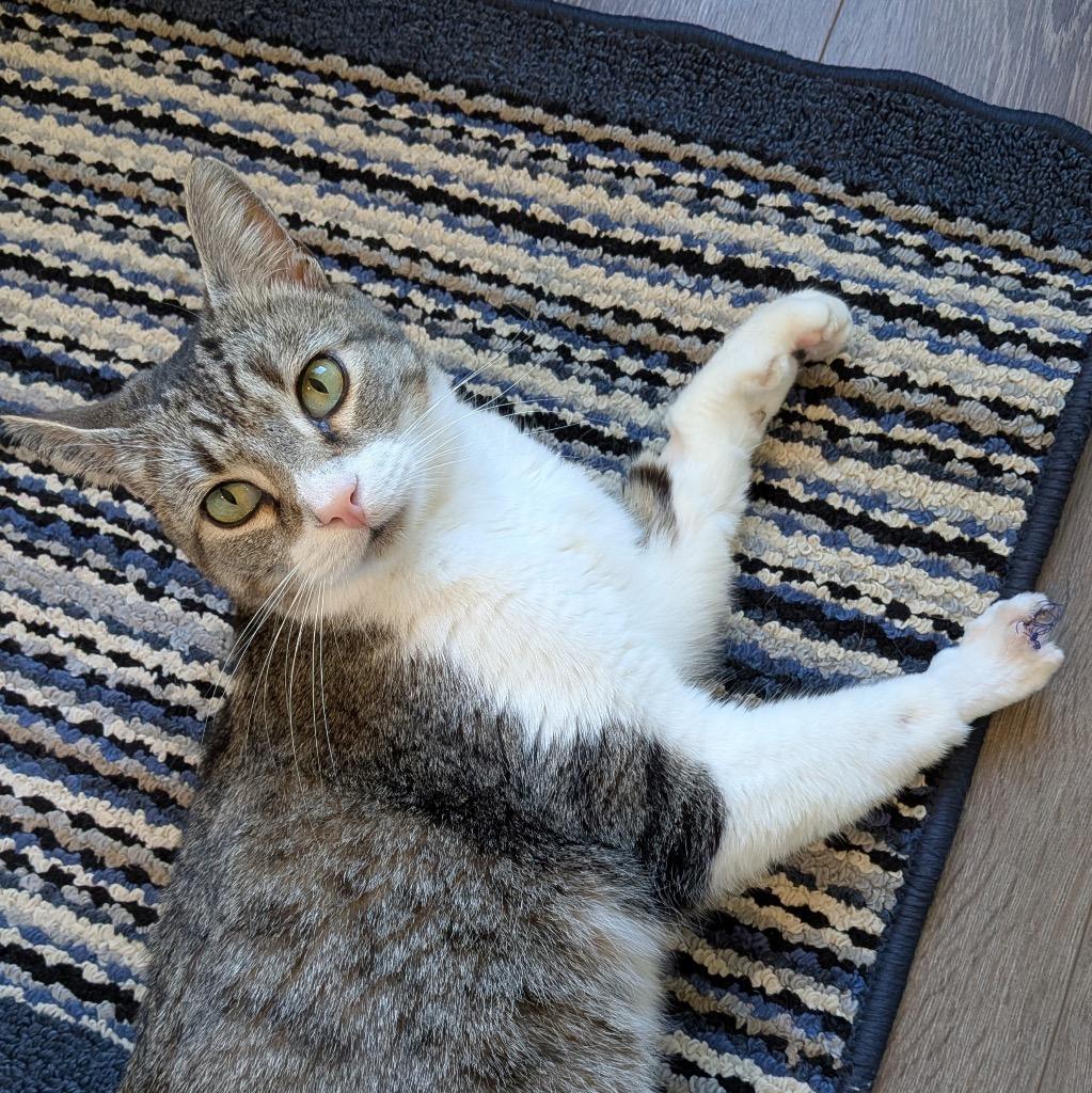 Enlarge Miss. Bean, a Adoptable mixed breed in Fort Oglethorpe, GA image 4/6