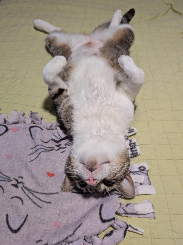 Enlarge Miss. Bean, a Adoptable mixed breed in Fort Oglethorpe, GA image 5/6