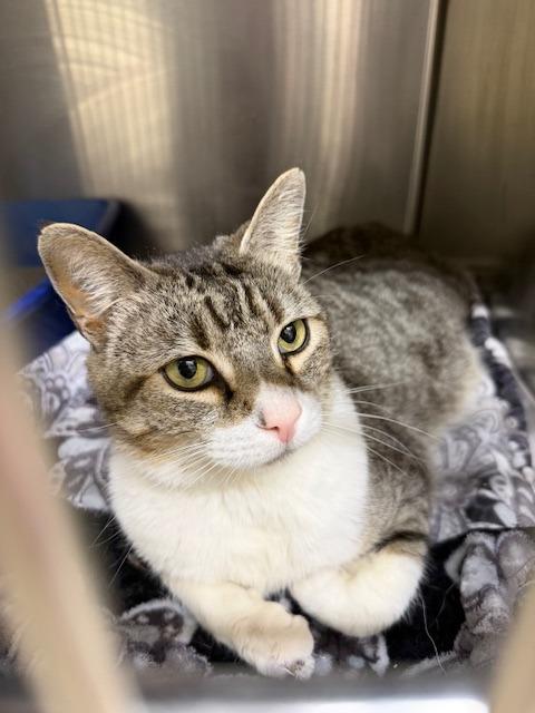 Enlarge Miss. Bean, a Adoptable mixed breed in Fort Oglethorpe, GA image 6/6