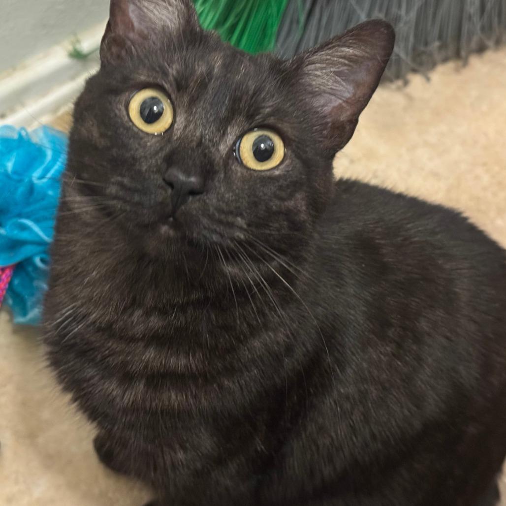 Luna, Adoptable, Adult Female Domestic Short Hair.