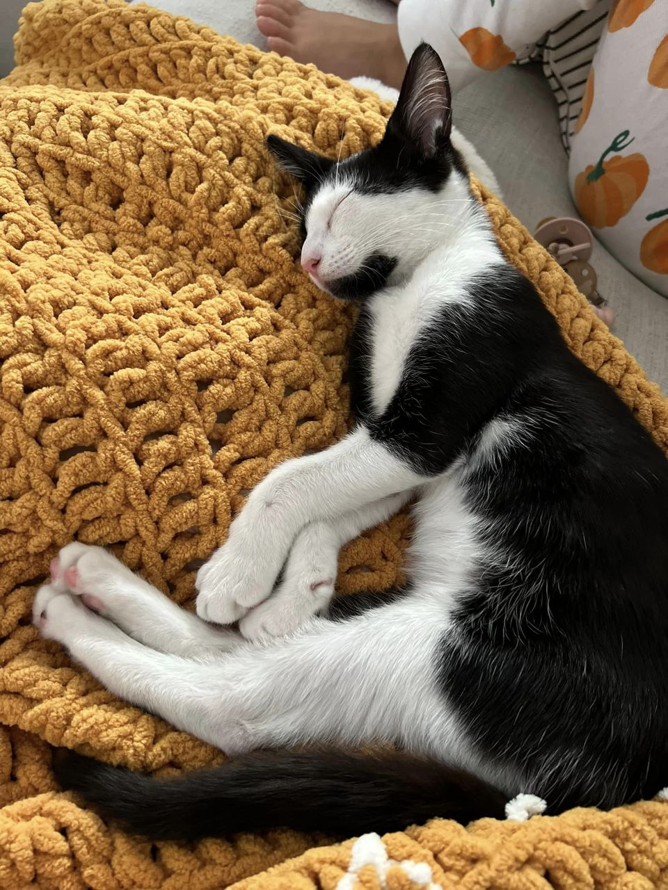 Cat for adoption MINI THE AMAZING, an American Shorthair in woodland