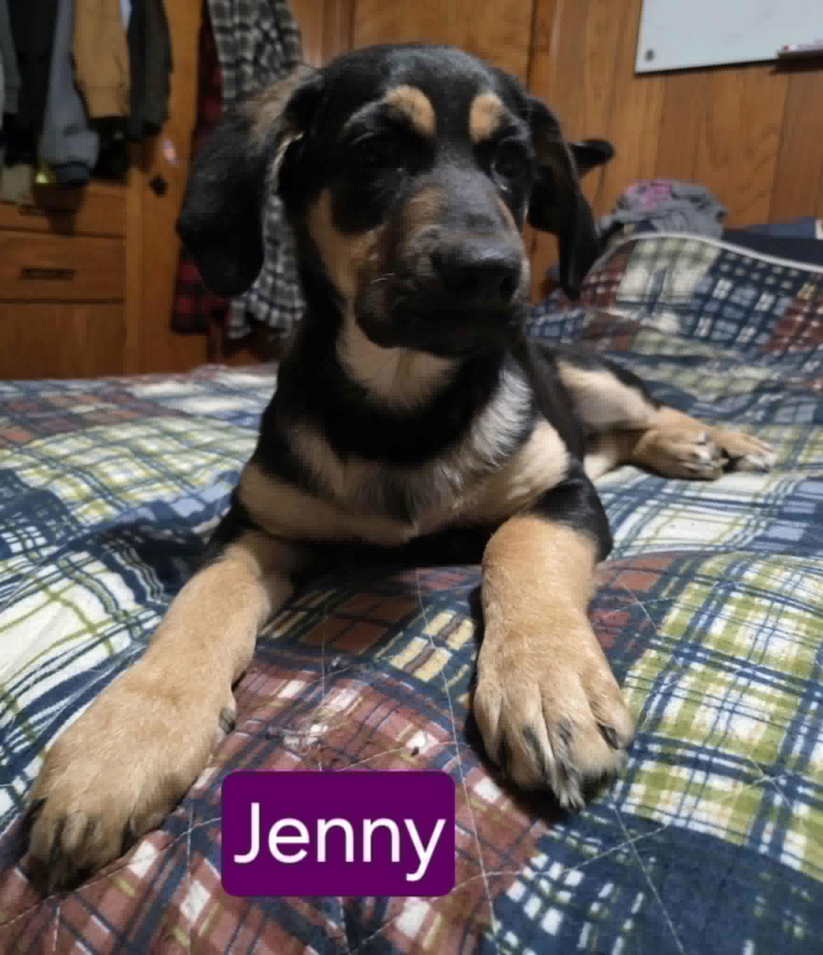 Jenny, Adopted, Puppy Female Hound & Shepherd.