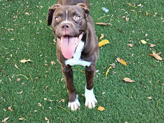 Enlarge HONEYCOMB, a Adoptable Pit Bull Terrier in Antioch, CA image 1/1