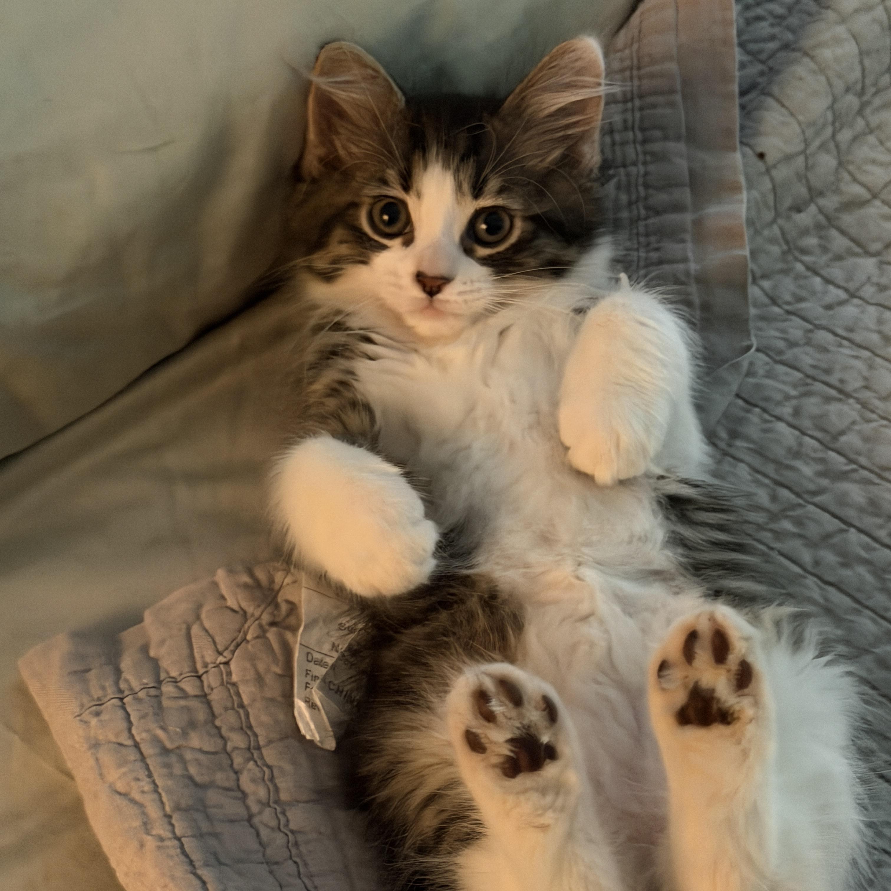 Neil Armstrong, adopted, Young Male Domestic Medium Hair.