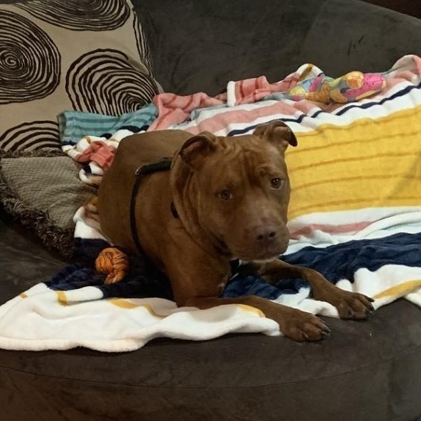 Enlarge Fiona, an adoptable Mixed Breed in Myrtle Beach, SC image 3/6