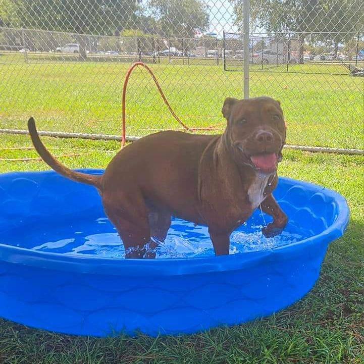 Enlarge Fiona, an adoptable Mixed Breed in Myrtle Beach, SC image 4/6