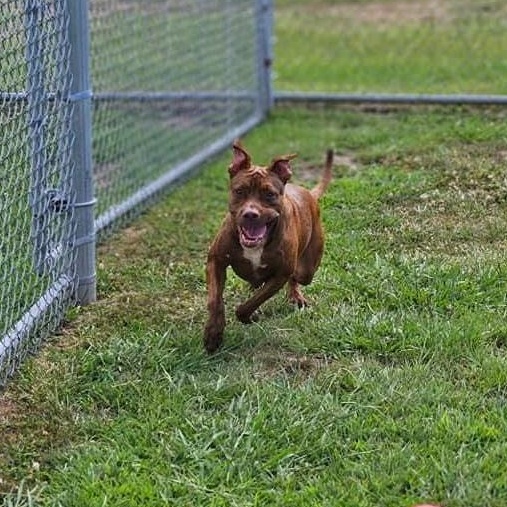 Enlarge Fiona, an adoptable Mixed Breed in Myrtle Beach, SC image 2/6
