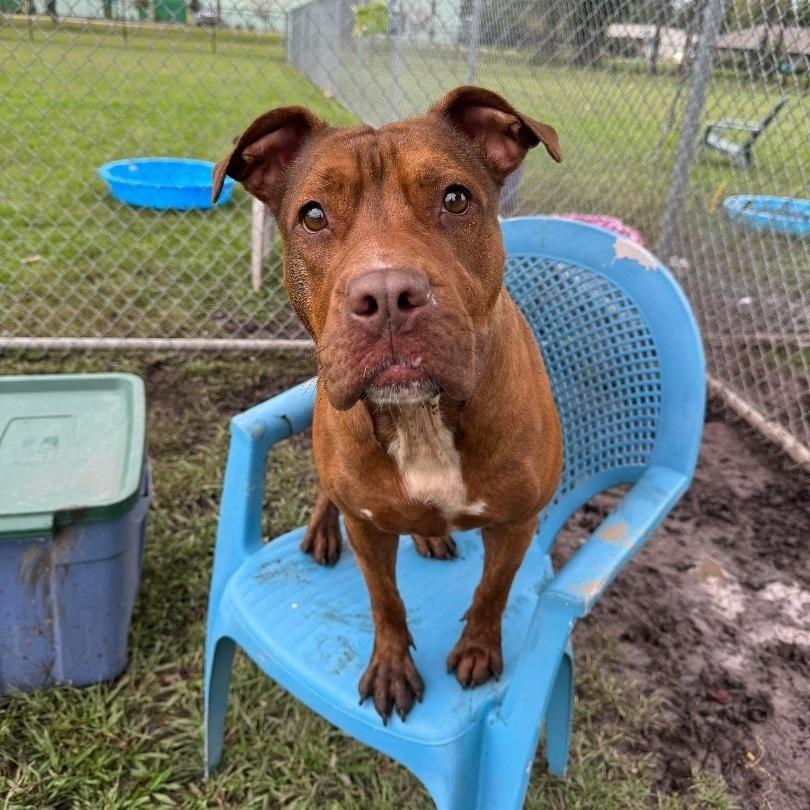 Enlarge Fiona, an adoptable Mixed Breed in Myrtle Beach, SC image 6/6