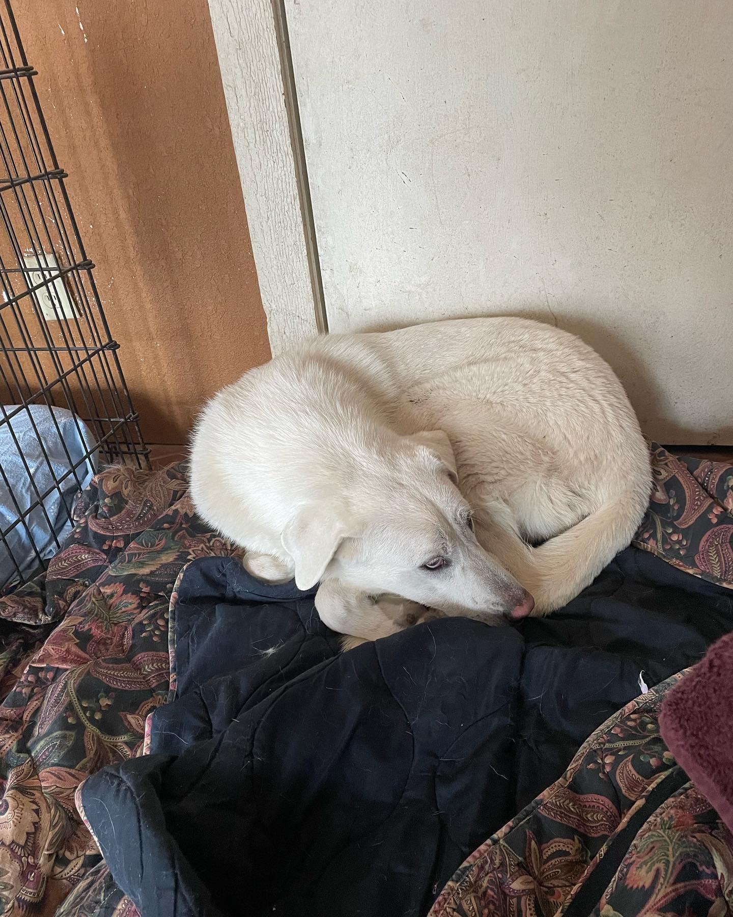 Enlarge Liesl, a Adoptable Akbash in Whitewright, TX image 1/3