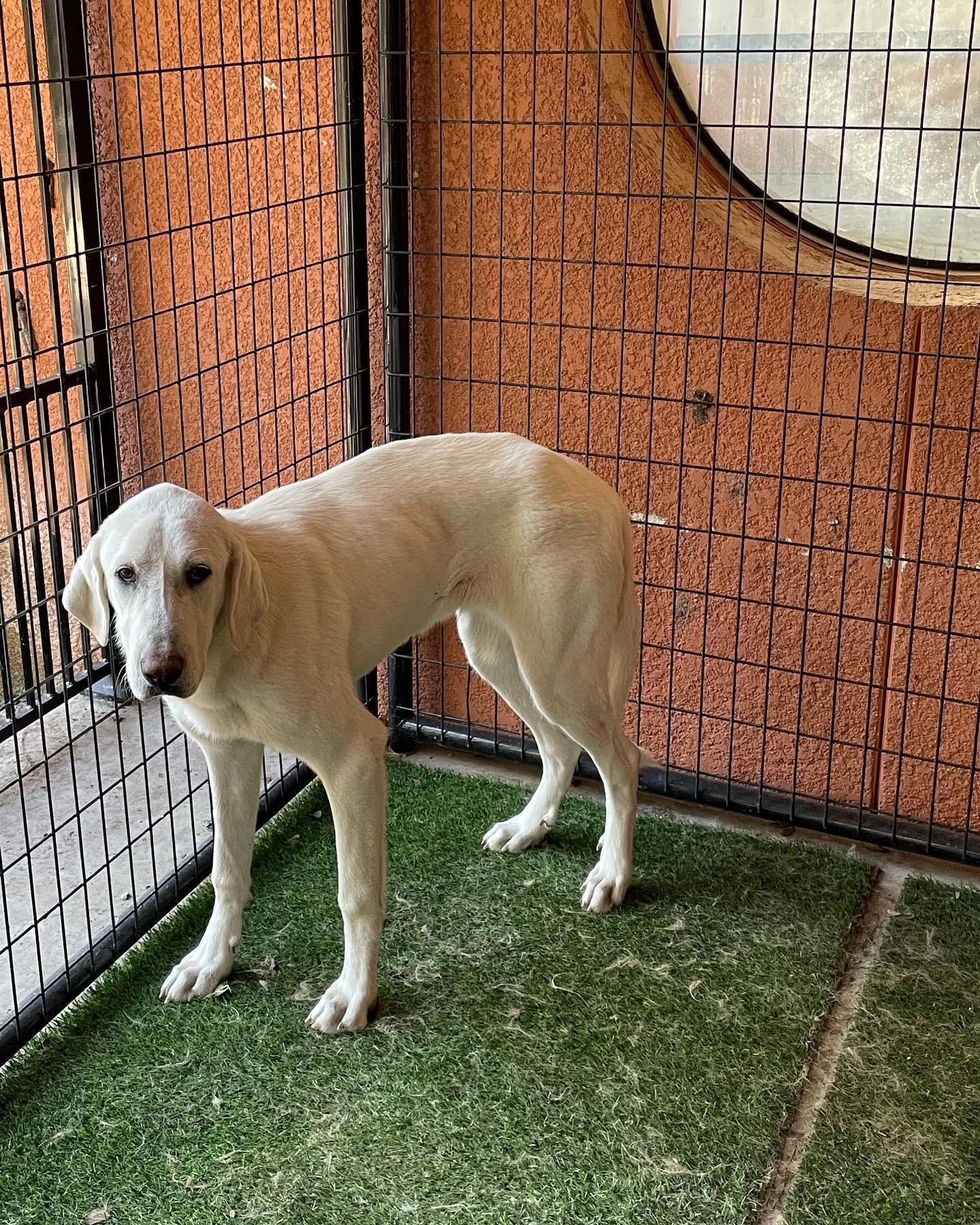 Enlarge Liesl, a Adoptable Akbash in Whitewright, TX image 2/3