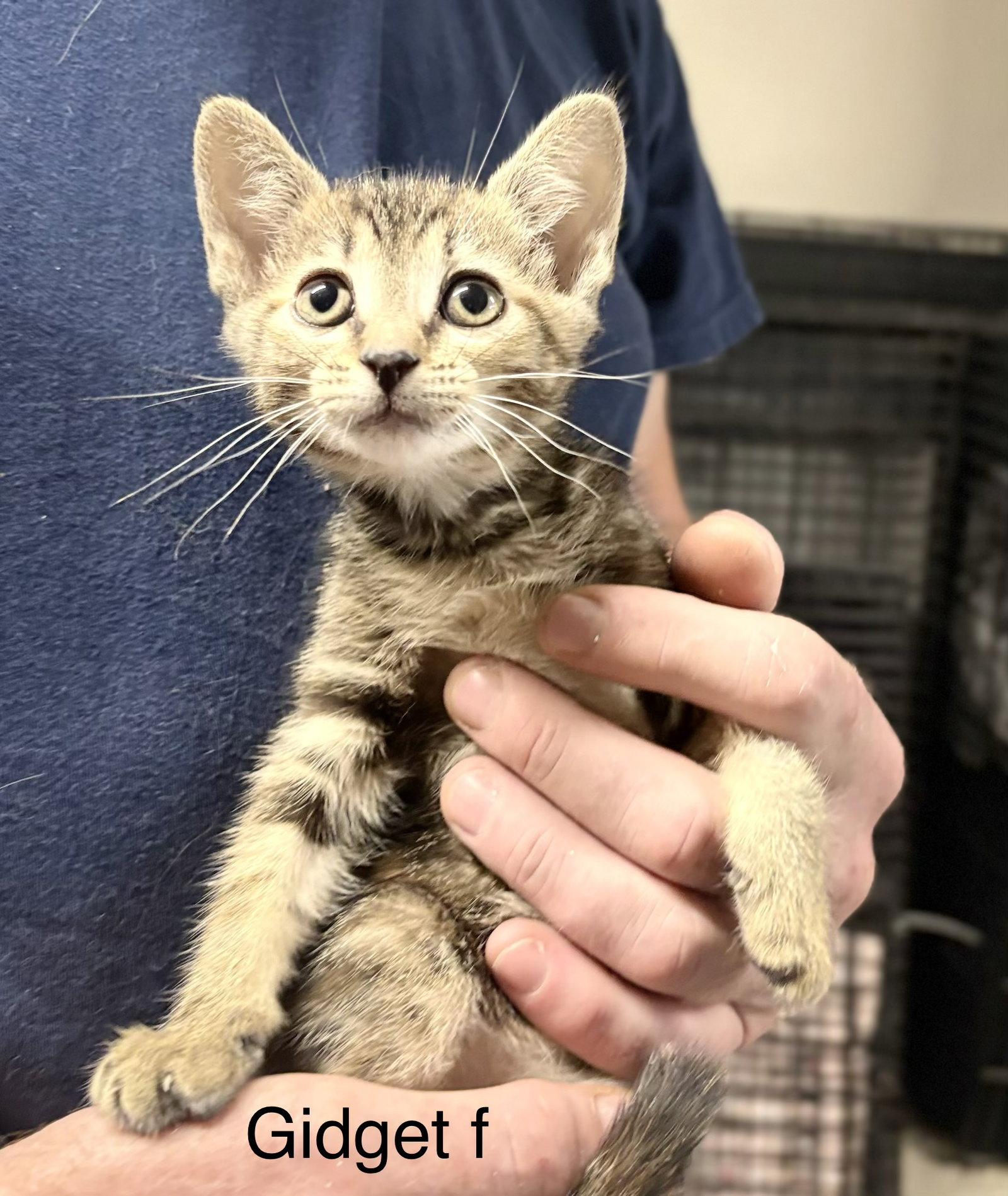 Enlarge Gidget   (rg), a Adoptable Domestic Short Hair in White Bluff, TN image 1/1