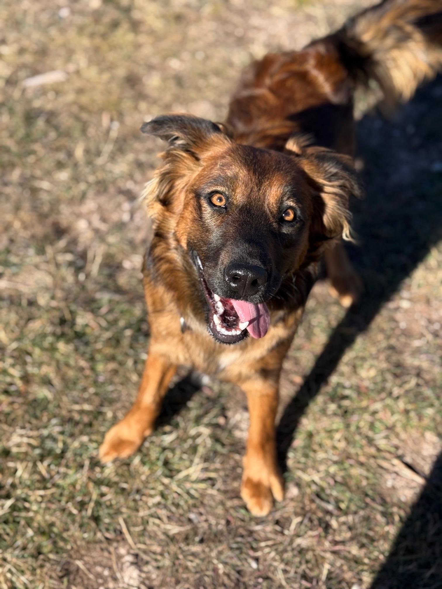 Addie, an adoptable mixed breed in Eagle, CO image 4/6