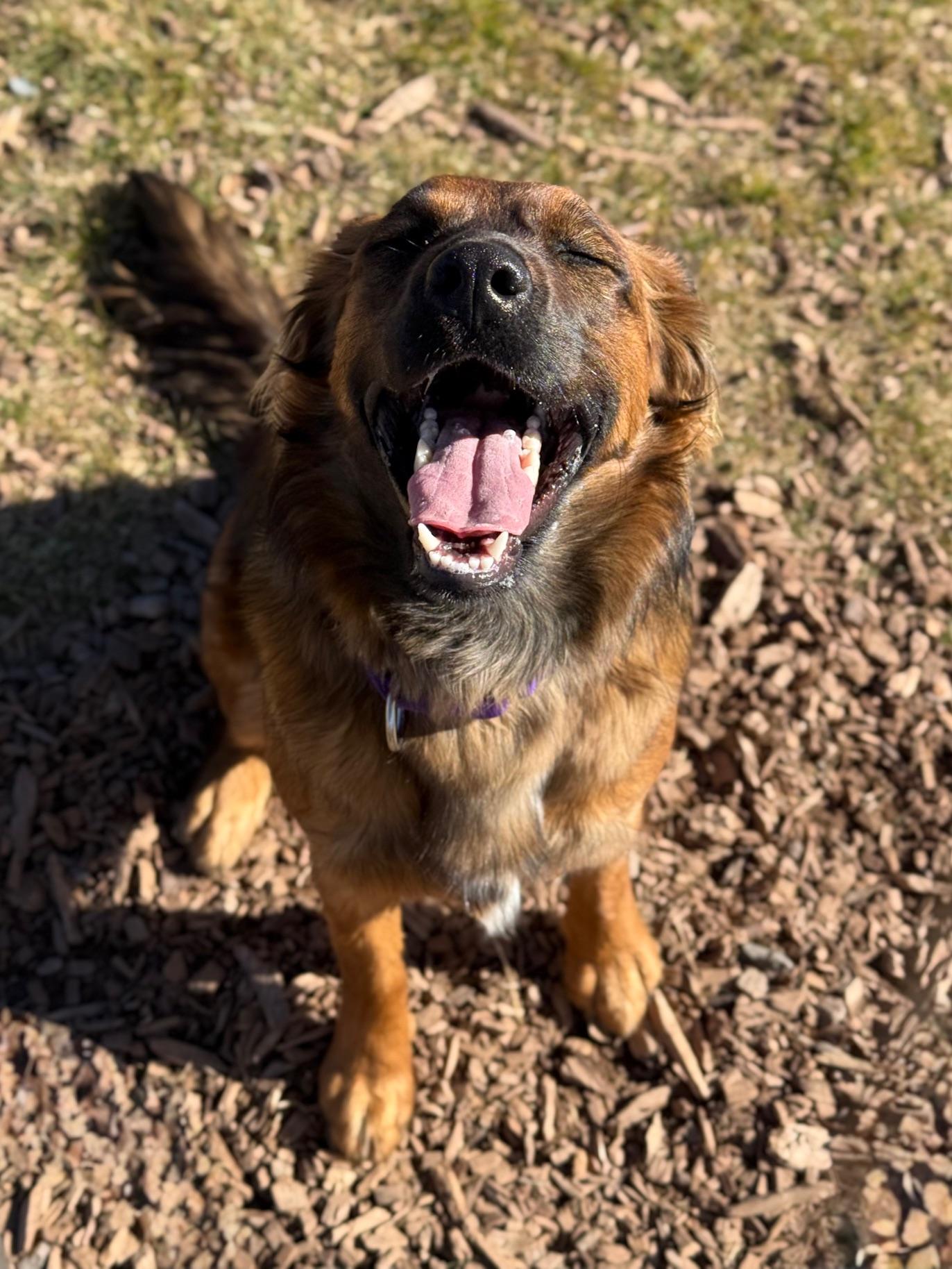 Addie, an adoptable mixed breed in Eagle, CO image 2/6
