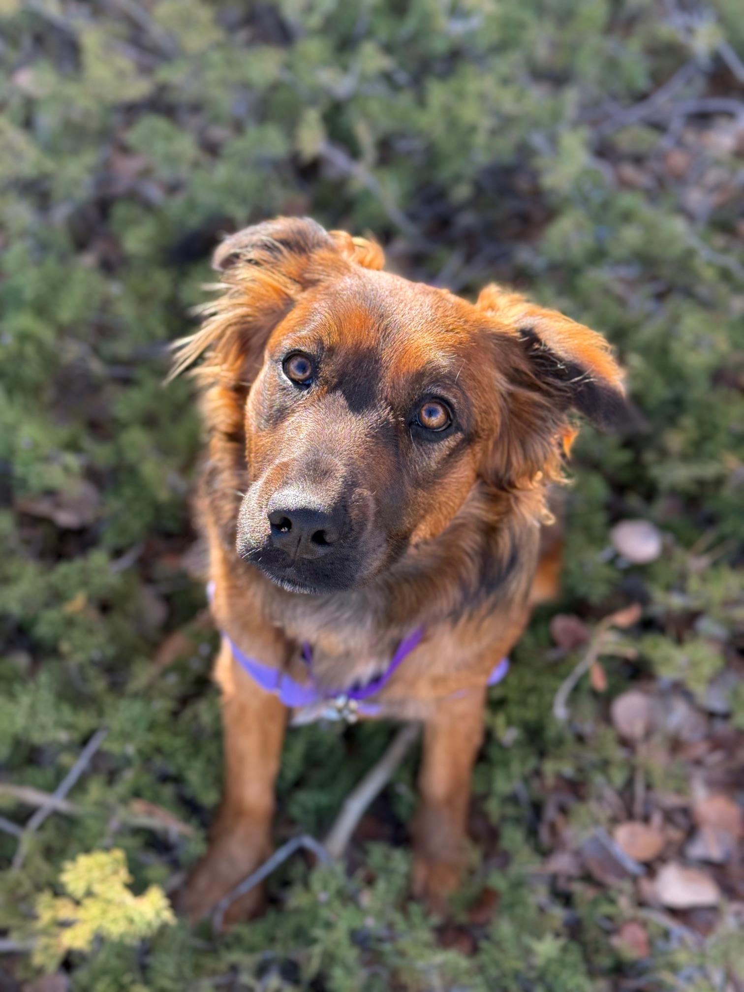 Addie, an adoptable mixed breed in Eagle, CO image 5/6