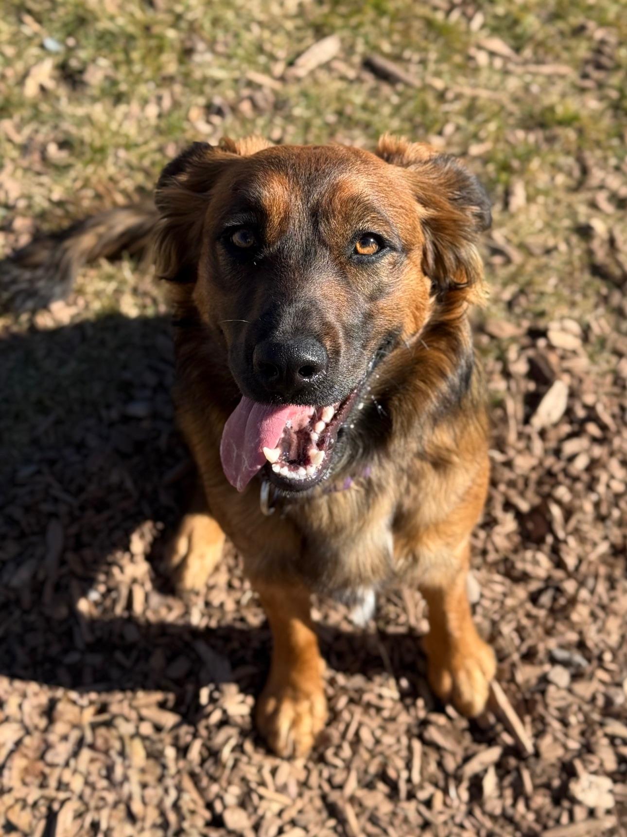 Addie, an adoptable mixed breed in Eagle, CO image 3/6