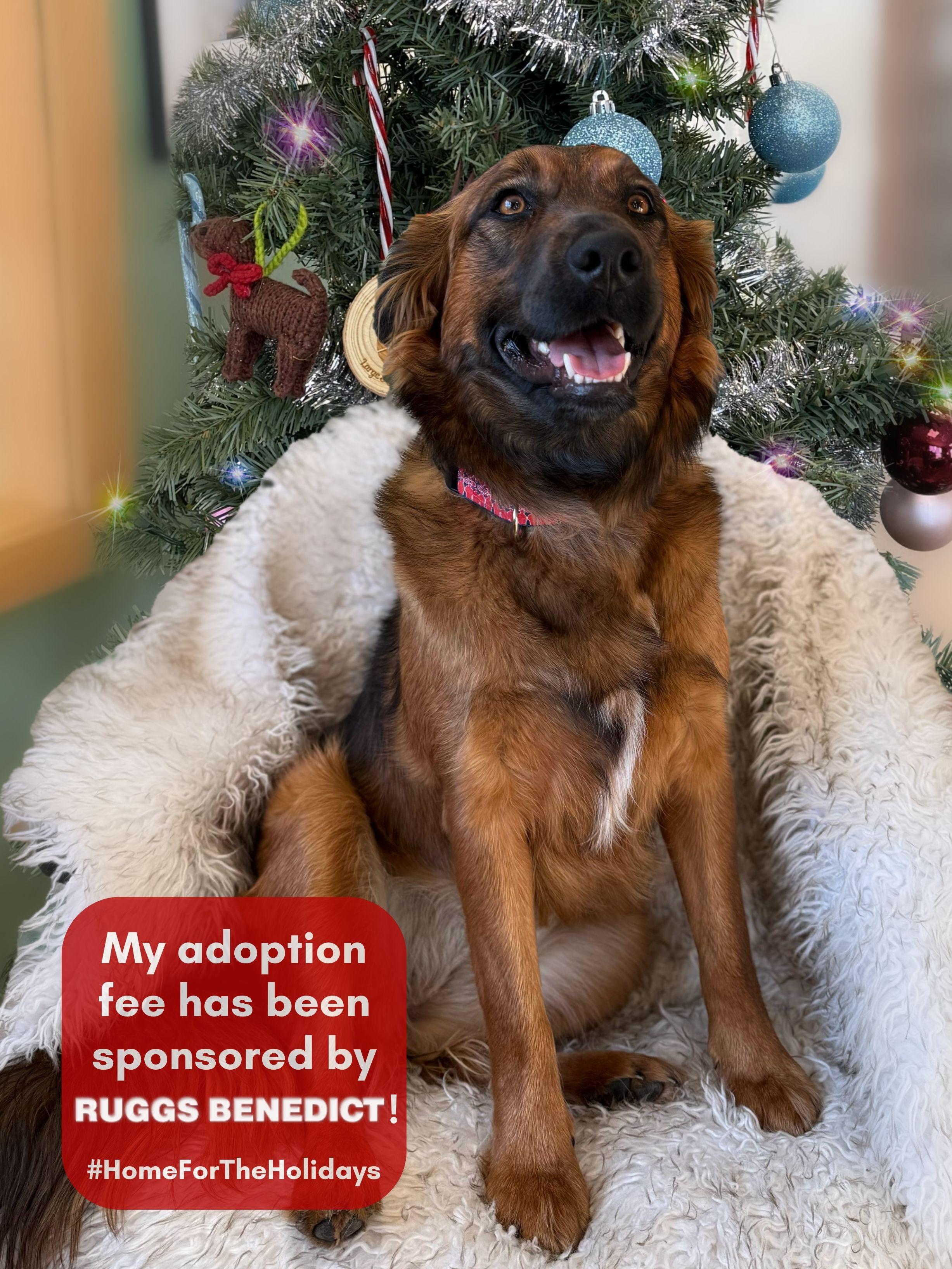 Addie, adoptable, Young Female Australian Shepherd & Mixed Breed.