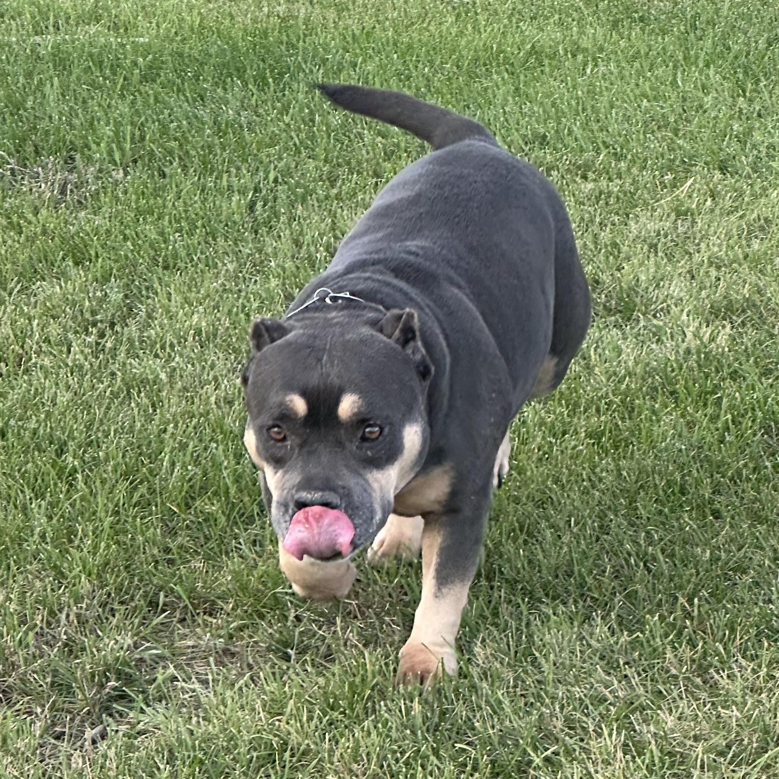 Enlarge Persephone, an adoptable American Staffordshire Terrier in Scranton, ND image 4/5