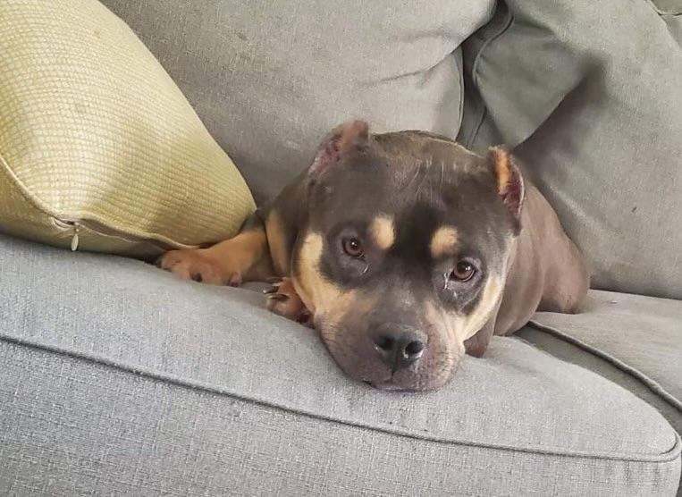 Enlarge Persephone, an adoptable American Staffordshire Terrier in Scranton, ND image 2/5