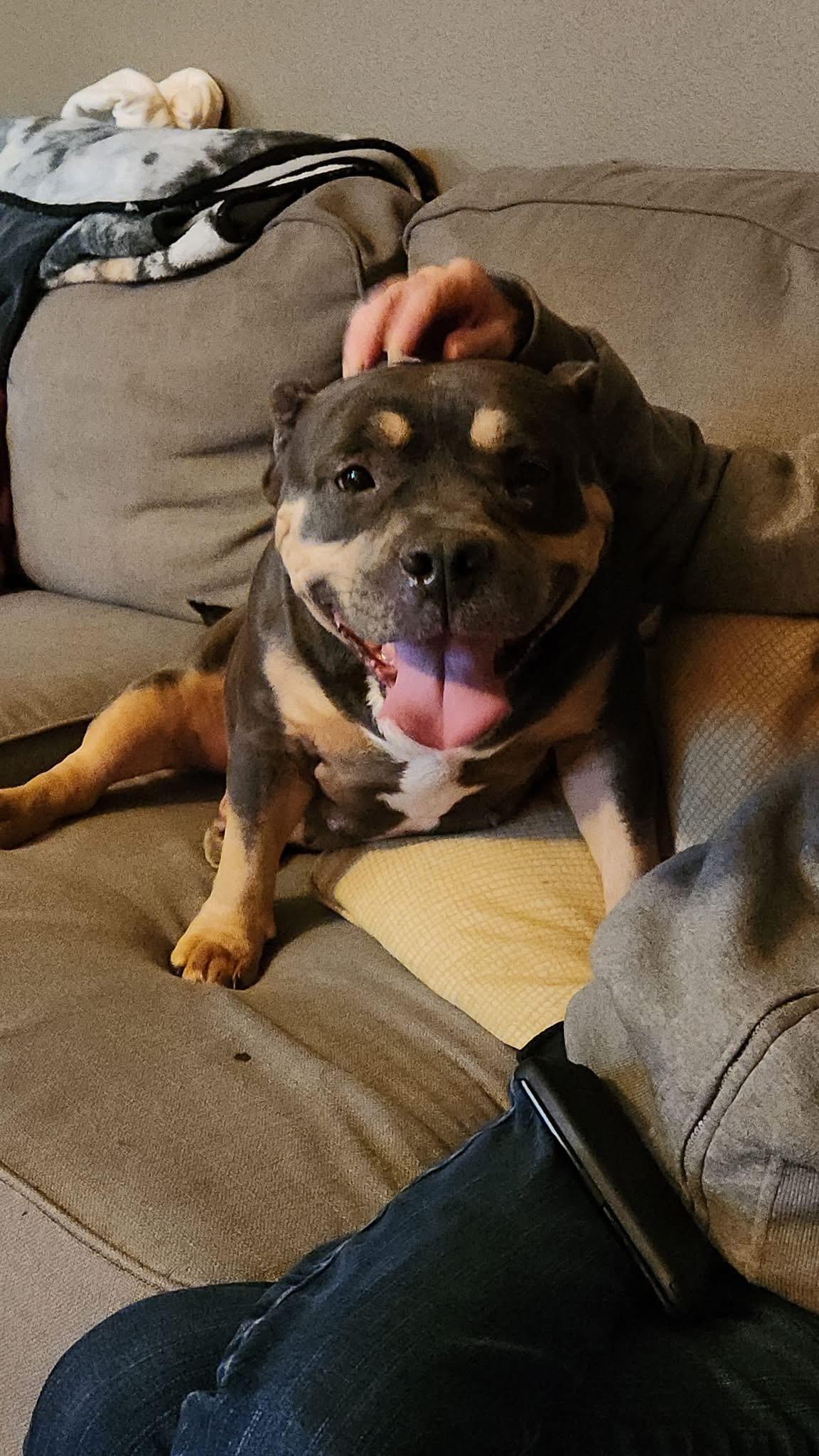 Enlarge Persephone, an adoptable American Staffordshire Terrier in Scranton, ND image 3/5