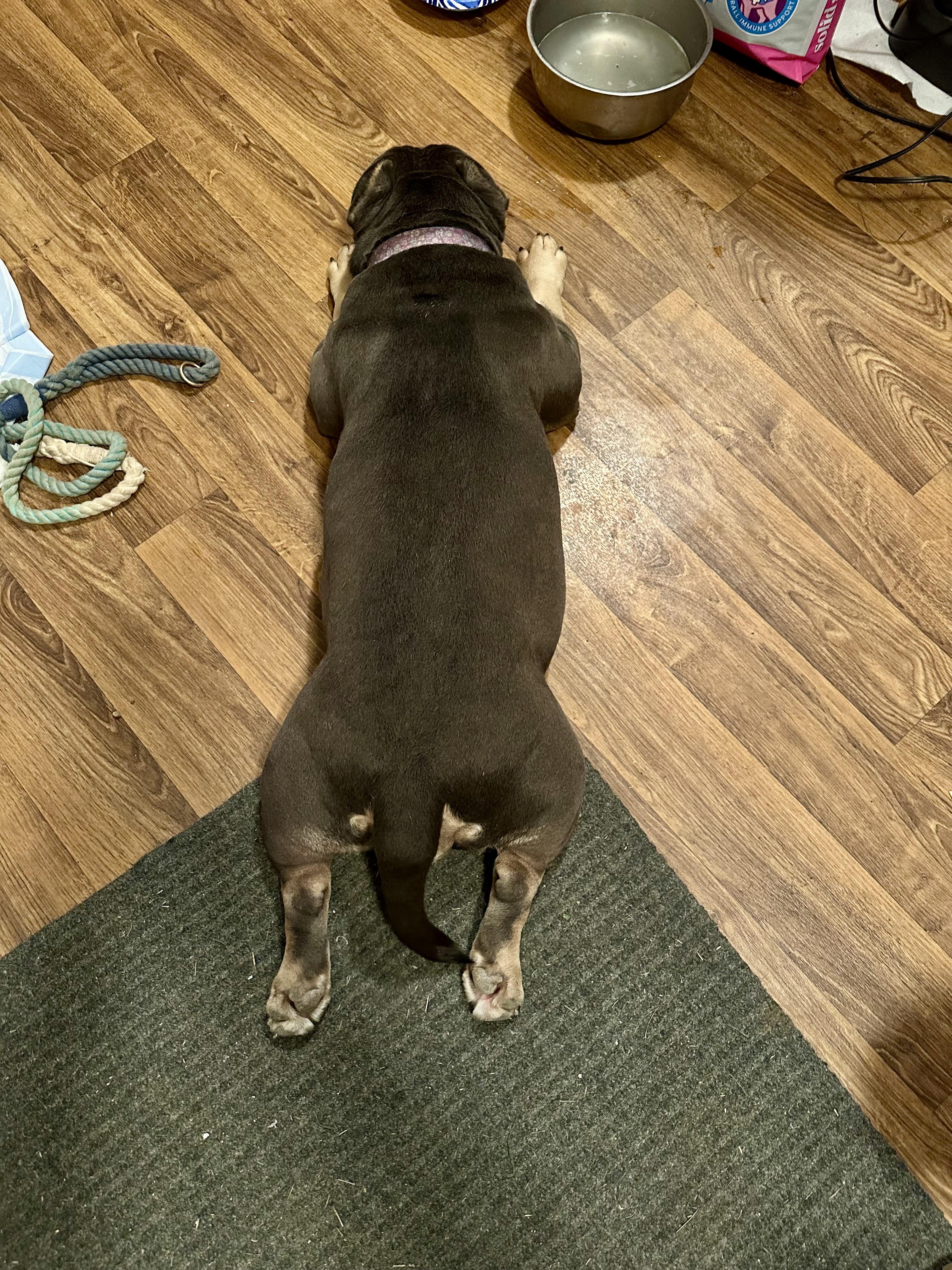 Enlarge Persephone, an adoptable American Staffordshire Terrier in Scranton, ND image 5/5