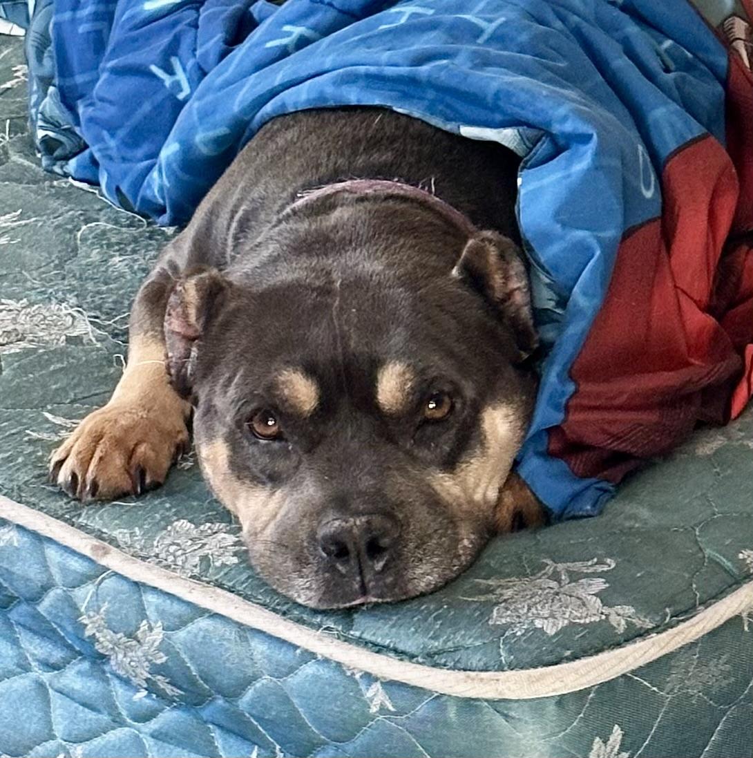 Persephone, adoptable, Adult Female American Staffordshire Terrier.