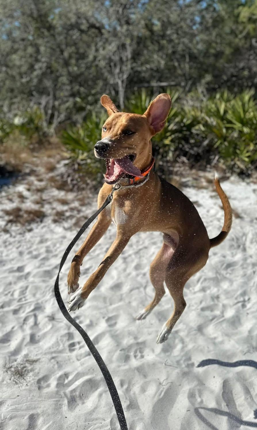 Enlarge Otis, a ADOPTABLE mixed breed in Eustis, FL image 3/3