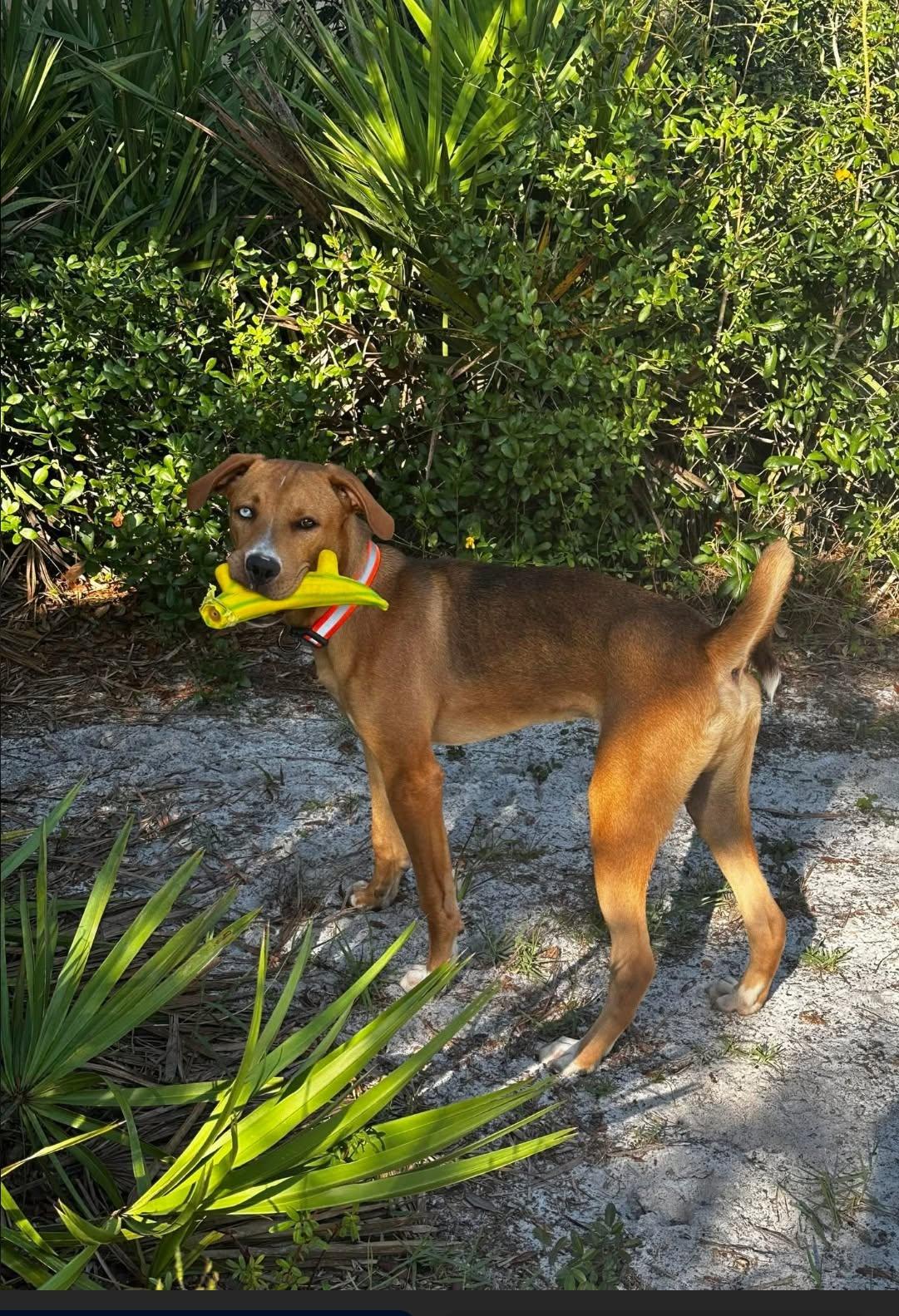 Enlarge Otis, a ADOPTABLE mixed breed in Eustis, FL image 2/3