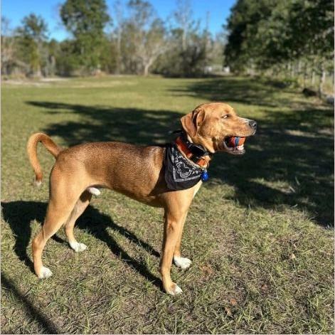 Enlarge Otis, a ADOPTABLE mixed breed in Eustis, FL image 1/3