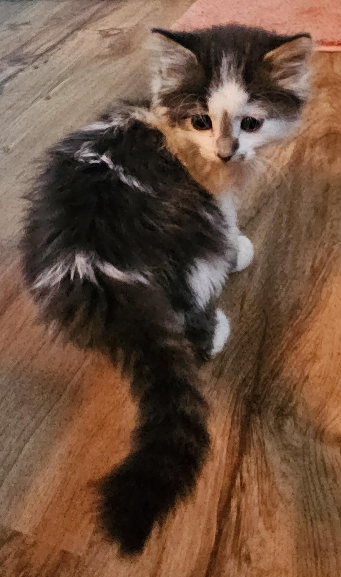 Seamus, an adopted Domestic Medium Hair in Racine, WI image 2/3