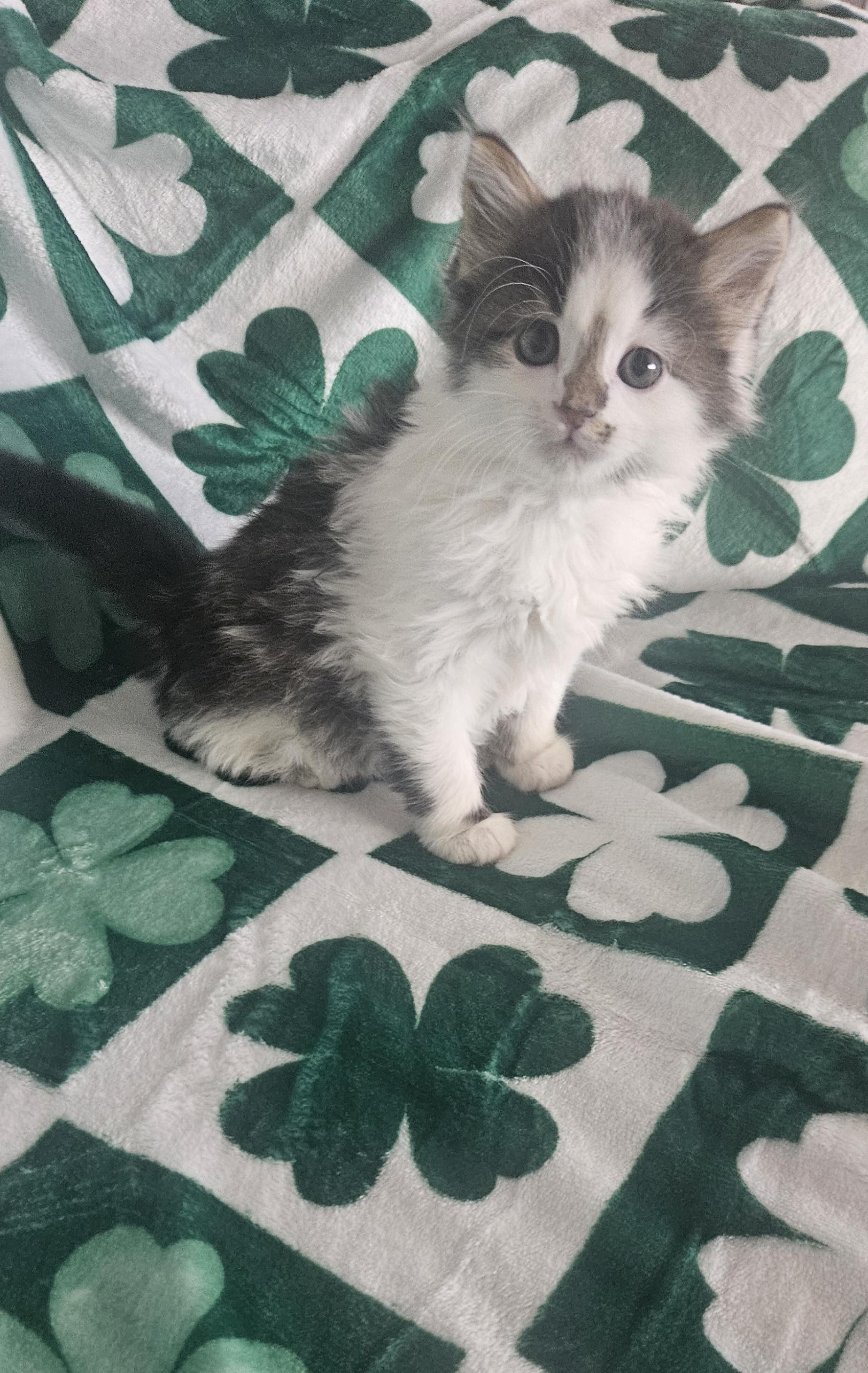 Seamus, an adopted Domestic Medium Hair in Racine, WI image 1/3