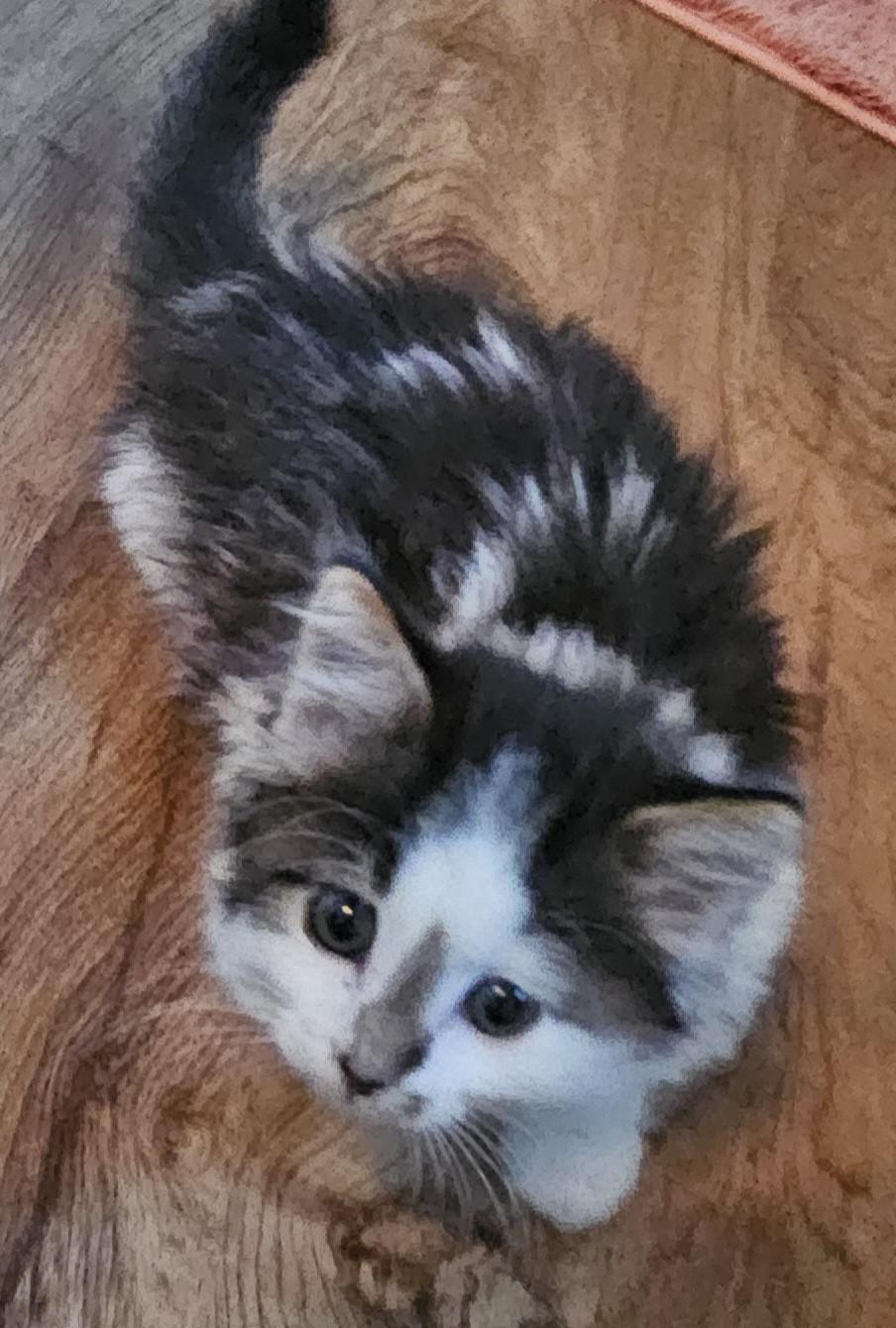 Seamus, an adopted Domestic Medium Hair in Racine, WI image 3/3