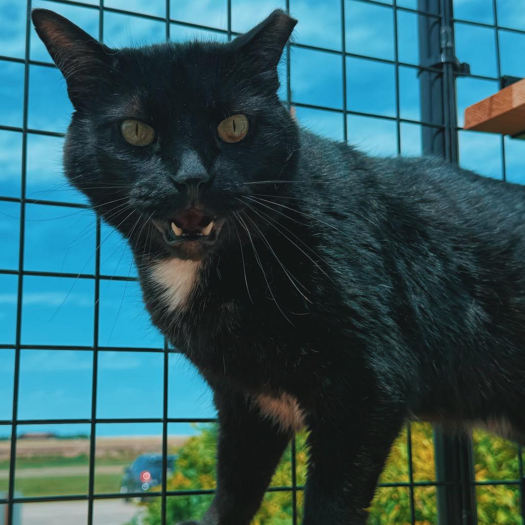 Enlarge Jethro, an adoptable Domestic Short Hair in Hays, KS image 3/6