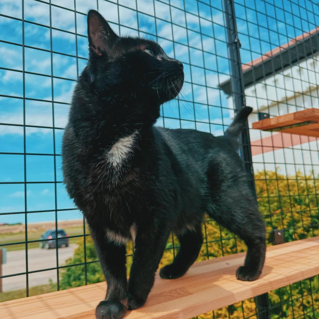 Enlarge Jethro, an adoptable Domestic Short Hair in Hays, KS image 4/6