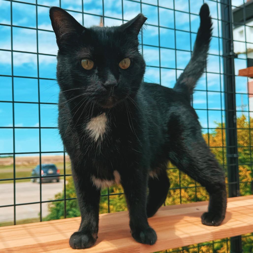 Enlarge Jethro, an adoptable Domestic Short Hair in Hays, KS image 6/6