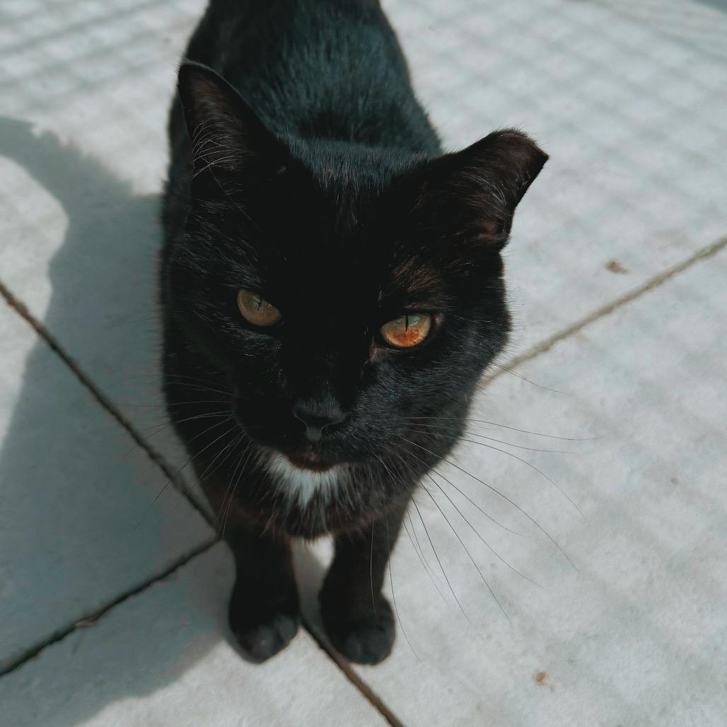 Enlarge Jethro, an adoptable Domestic Short Hair in Hays, KS image 5/6