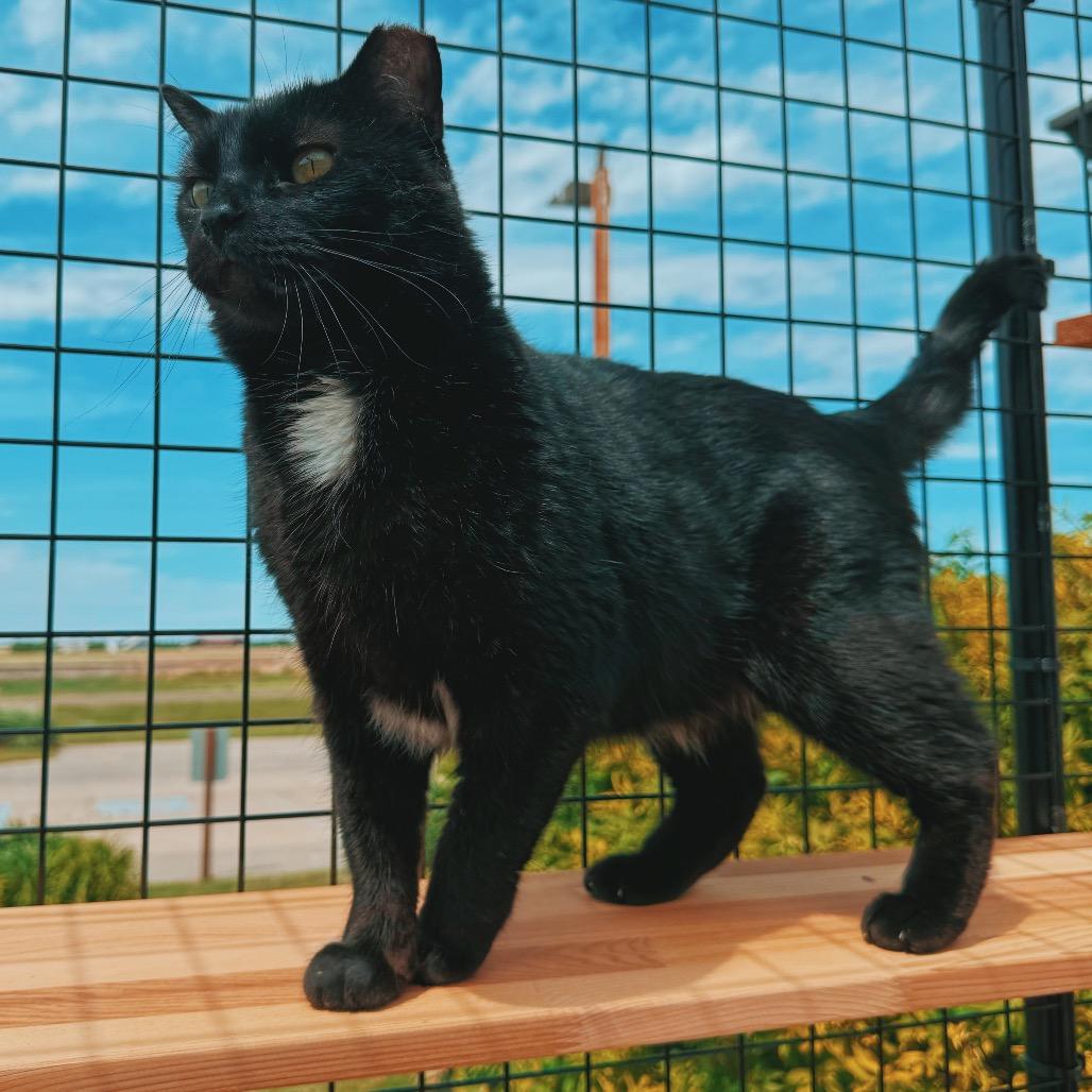 Enlarge Jethro, an adoptable Domestic Short Hair in Hays, KS image 2/6
