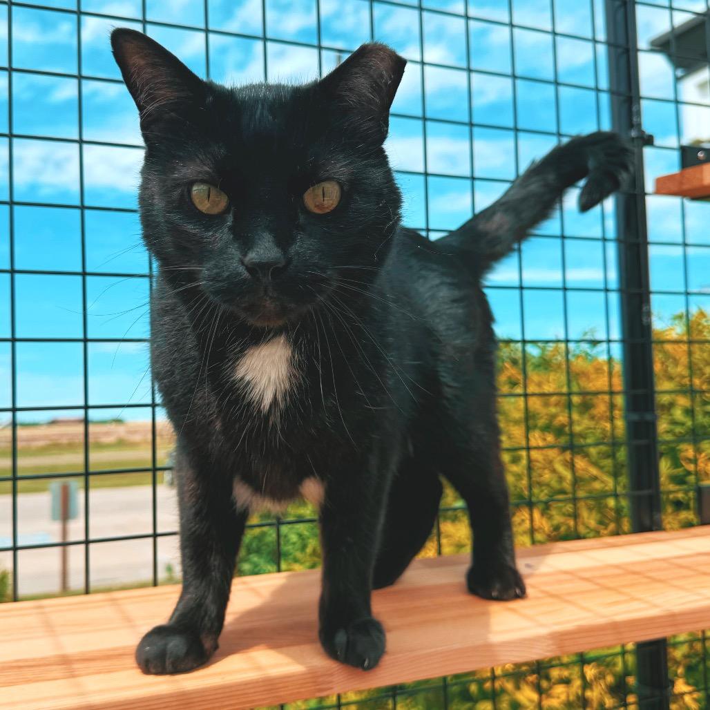 Enlarge Jethro, an adoptable Domestic Short Hair in Hays, KS image 1/6