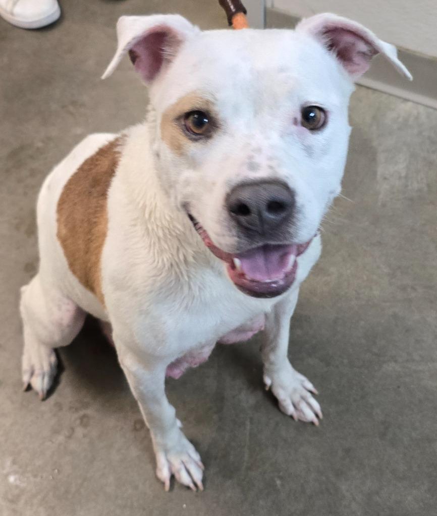 Vanilla, a Adoptable mixed breed in Murphysboro, IL image 1/3