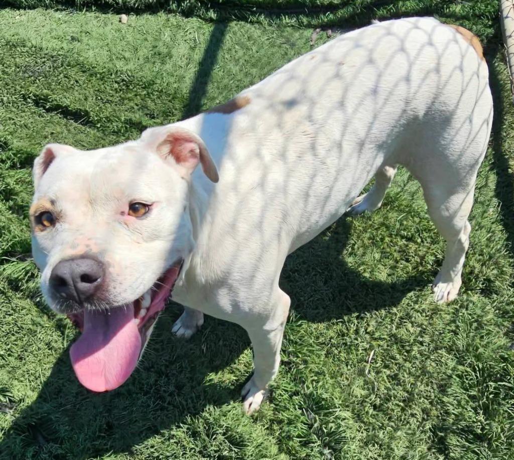 Vanilla, a Adoptable mixed breed in Murphysboro, IL image 2/3
