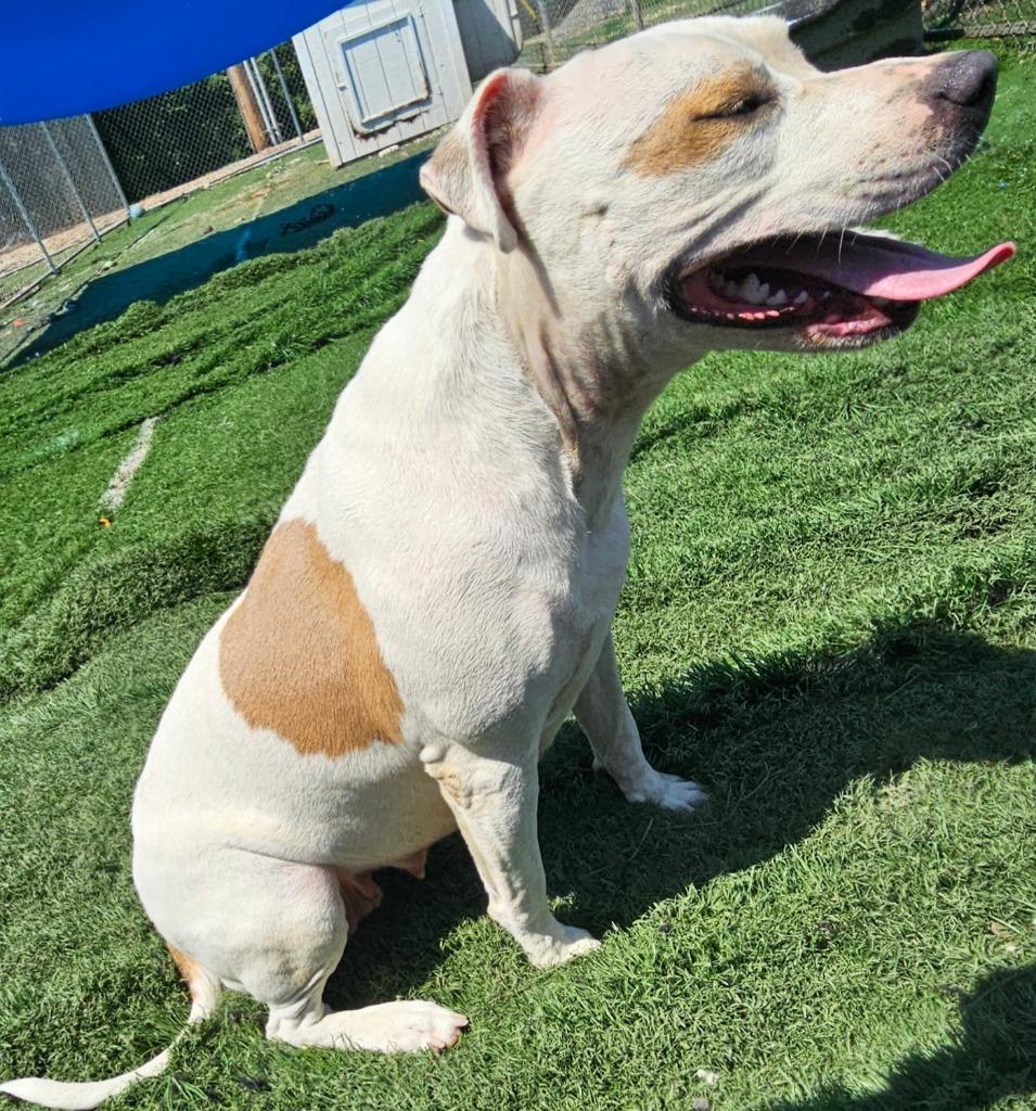 Vanilla, a Adoptable mixed breed in Murphysboro, IL image 3/3