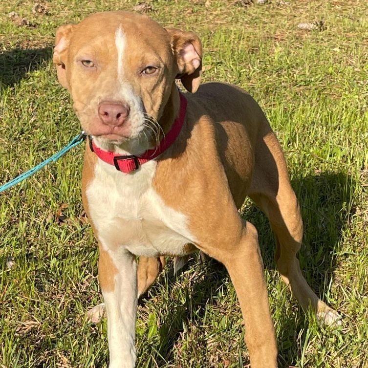 Clarice, Adopted, Puppy Female Pit Bull Terrier.