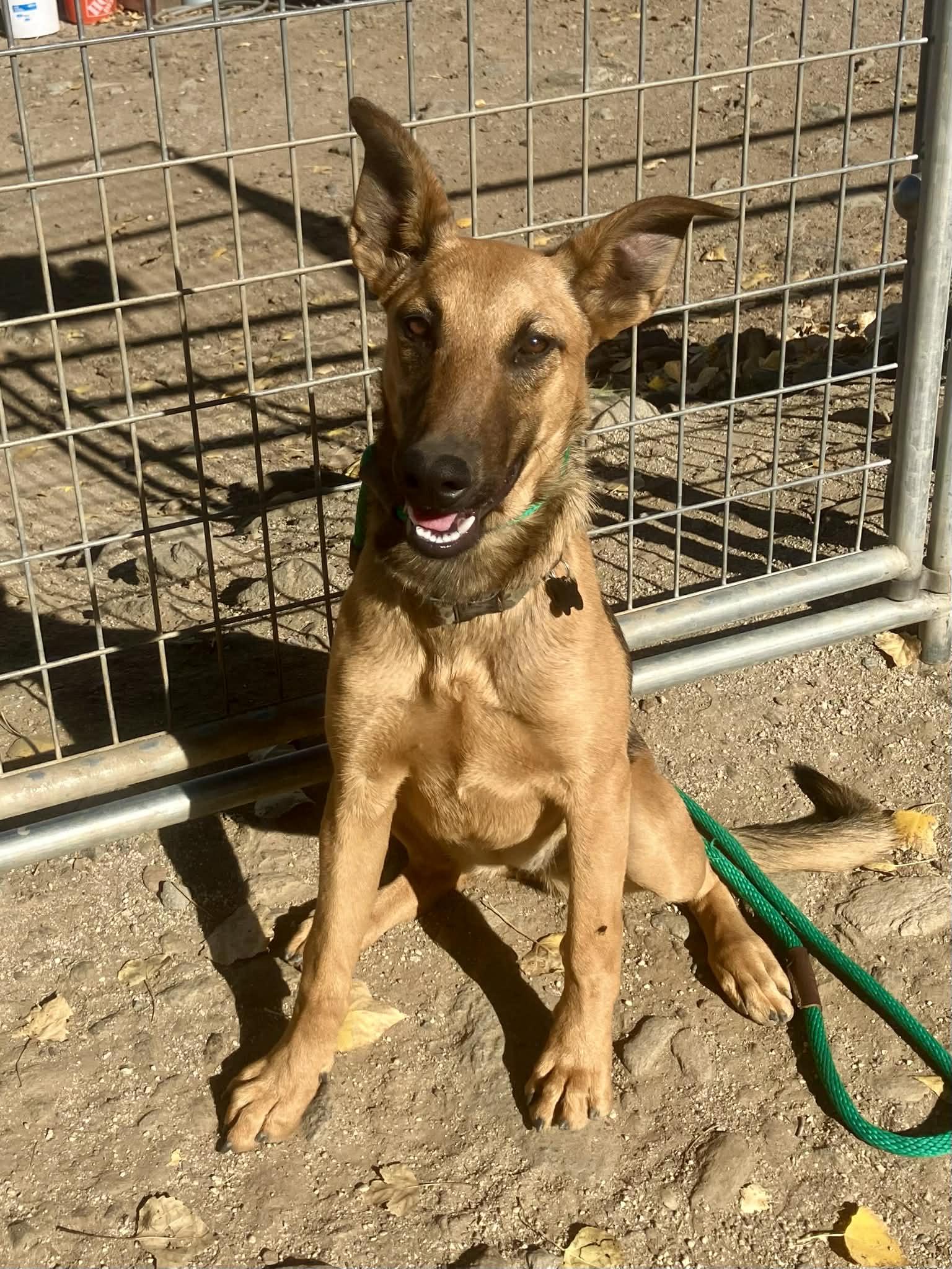 Enlarge Sage, a Adoptable Belgian Shepherd / Malinois in Vancouver, WA image 1/3