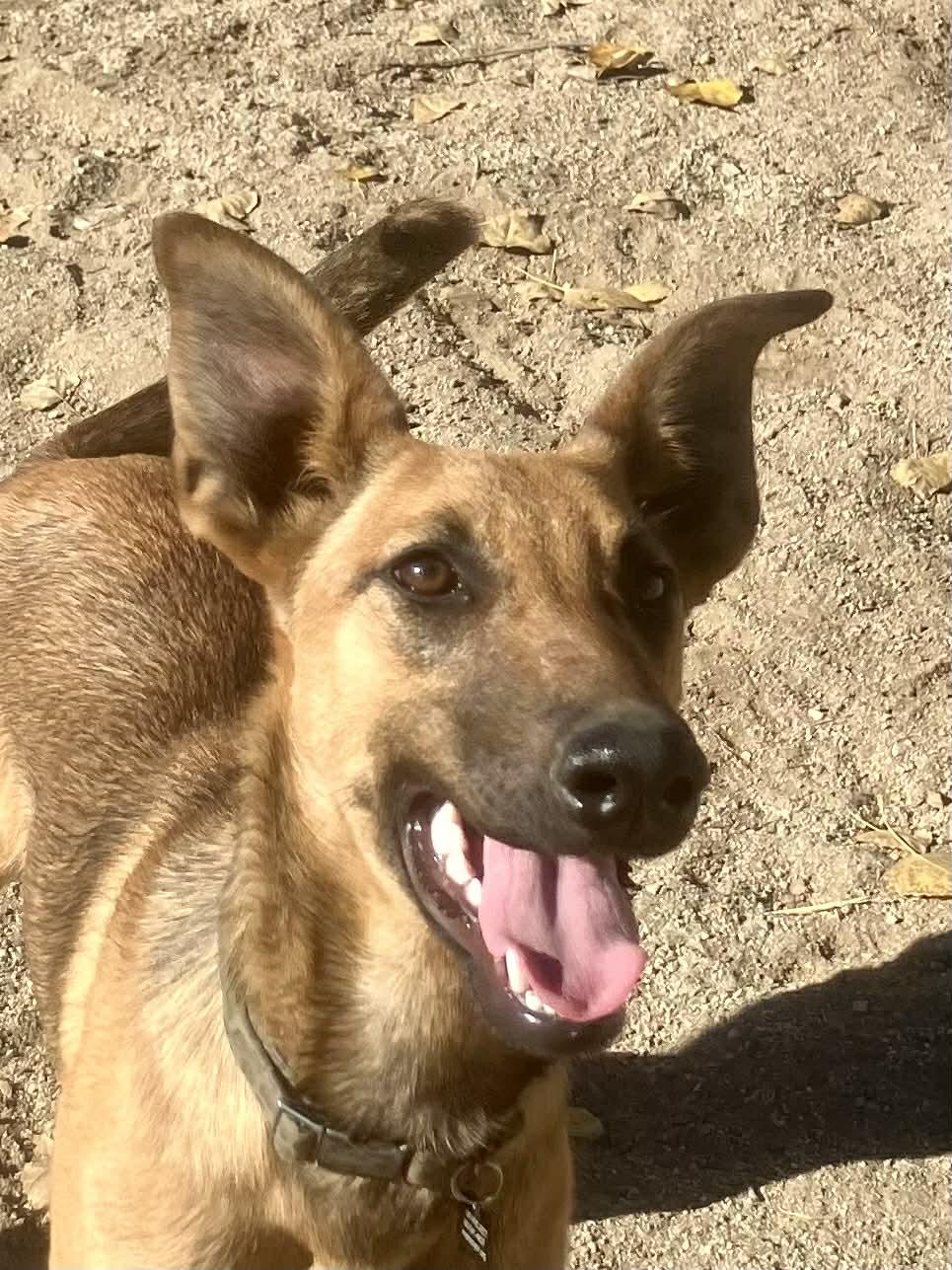 Sage, Adoptable, Young Female Belgian Shepherd / Malinois.