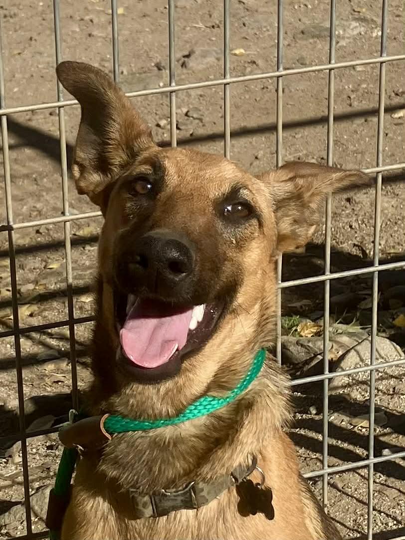 Enlarge Sage, a Adoptable Belgian Shepherd / Malinois in Vancouver, WA image 3/3