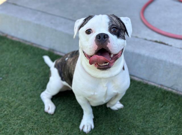 Enlarge DR BANNER, a Adoptable mixed breed in Santa Clara, CA image 1/1