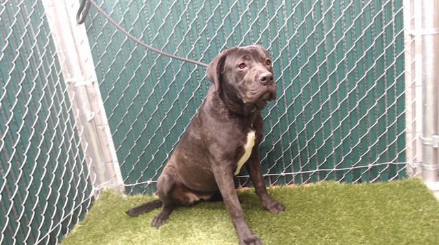 Enlarge CANDY CANE, a Adoptable Cane Corso in Downey, CA image 1/1