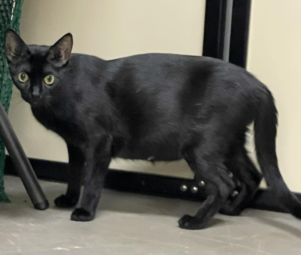 Enlarge Elvira, a Adopted Domestic Short Hair in Cary, NC image 1/1