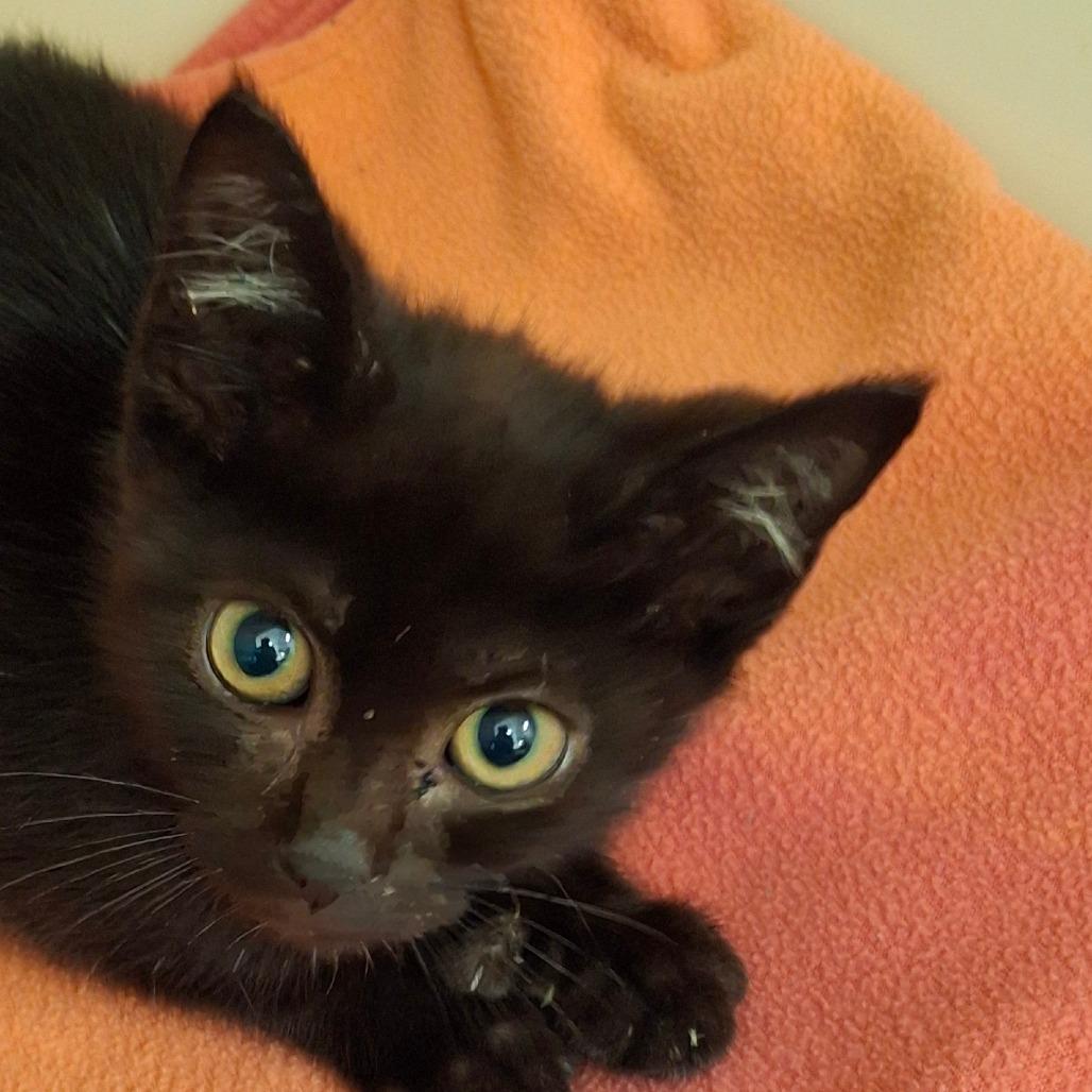 Enlarge Olive, a Adoptable Domestic Short Hair in Zanesville, OH image 1/1