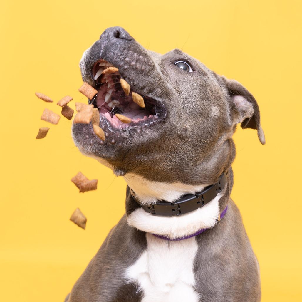 Enlarge Pepper Sky, a Adoptable Mixed Breed in Franklin, TN image 1/3